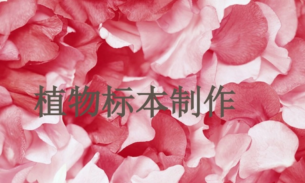 人教小学科学2.2制作植物标本【加微信公众号 jiaoxuewuyou 九折优惠 qq 1119139686】.ppt