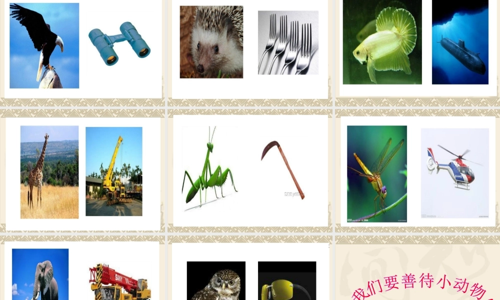 人教小学科学3.1小动物本领大 【加微信公众号 jiaoxuewuyou 九折优惠 qq 1119139686】.ppt