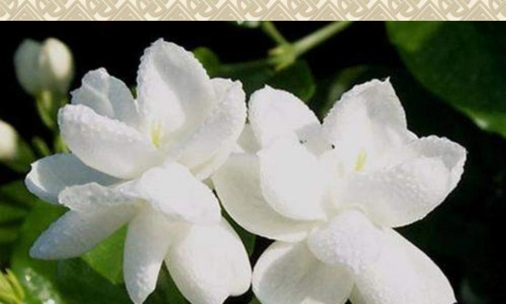 人音小学音乐六上《1东边升起月亮 》PPT课件【加微信公众号 jiaoxuewuyou 九折优惠 qq 1119139686】.ppt