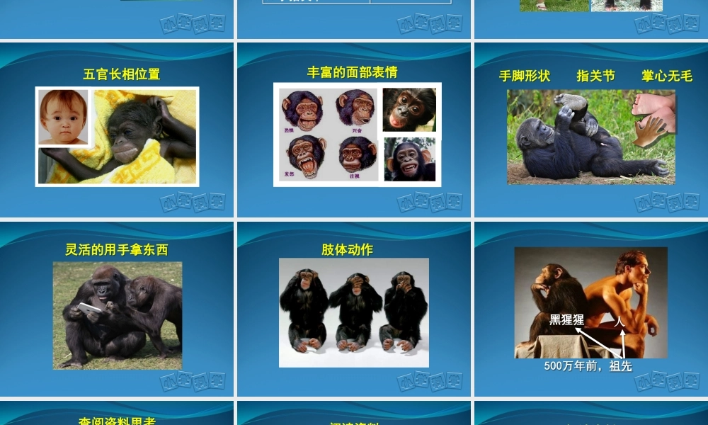 首师大小学科学六上《4.人类的进化》PPT课件【加微信公众号 jiaoxuewuyou 九折优惠qq 1119139686】.ppt