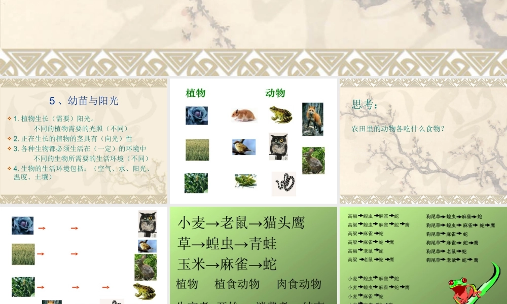 首师大小学科学六上《6.猫头鹰与农田》PPT课件(2)【加微信公众号 jiaoxuewuyou 九折优惠qq 1119139686】.ppt