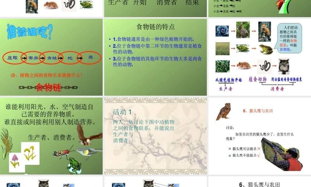 首师大小学科学六上《6.猫头鹰与农田》PPT课件(2)【加微信公众号 jiaoxuewuyou 九折优惠qq 1119139686】.ppt