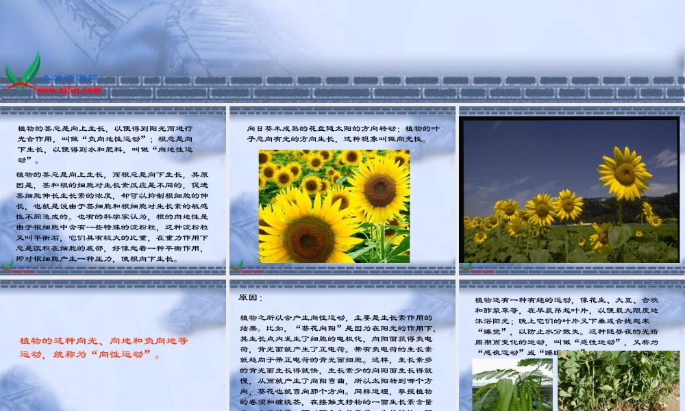 首师大小学科学六上《9.植物的运动》PPT课件【加微信公众号 jiaoxuewuyou 九折优惠qq 1119139686】.ppt
