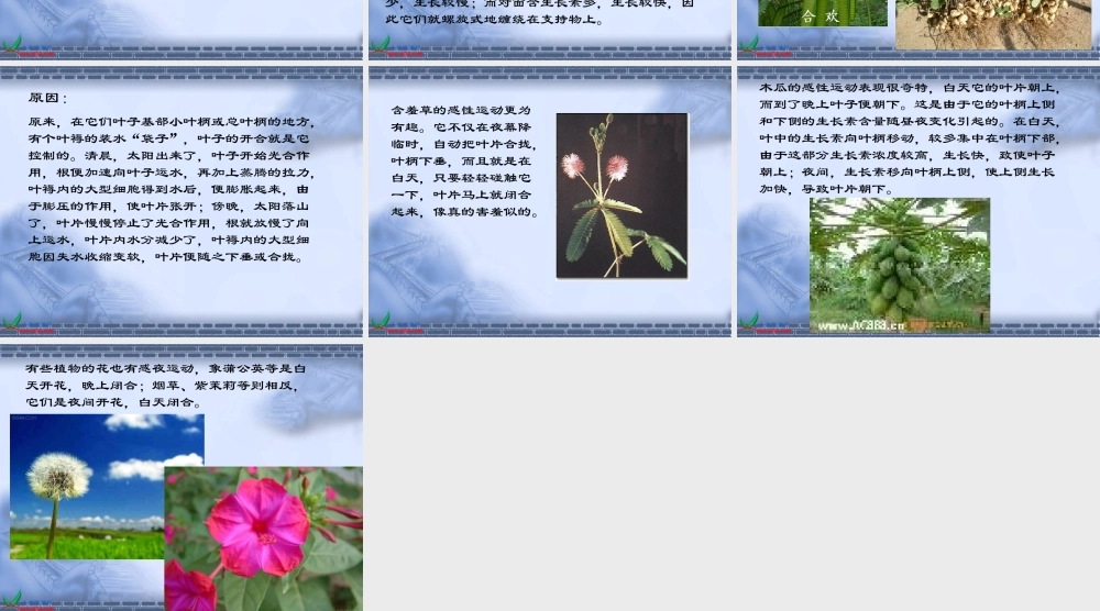 首师大小学科学六上《9.植物的运动》PPT课件【加微信公众号 jiaoxuewuyou 九折优惠qq 1119139686】.ppt