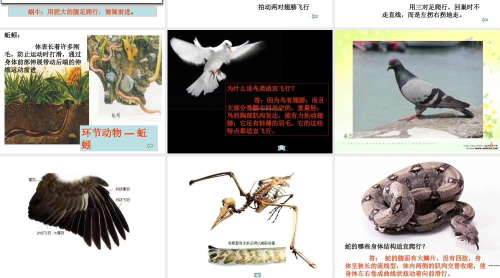 首师大小学科学六上《10.动物的运动》PPT课件2【加微信公众号 jiaoxuewuyou 九折优惠qq 1119139686】.ppt