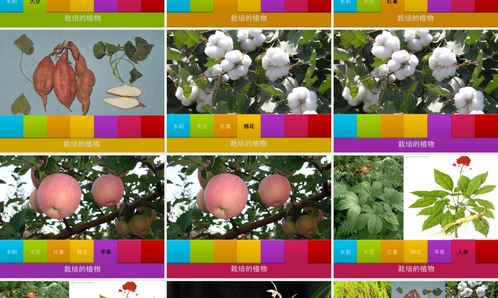 首师大小学科学三上《3.栽培的植物》PPT课件【加微信公众号 jiaoxuewuyou 九折优惠qq 1119139686】.ppt