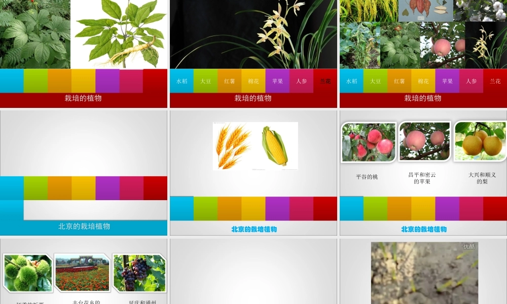 首师大小学科学三上《3.栽培的植物》PPT课件【加微信公众号 jiaoxuewuyou 九折优惠qq 1119139686】.ppt