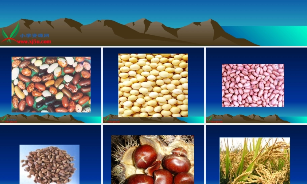 首师大小学科学三下《13.种子的构造》PPT课件(4)【加微信公众号 jiaoxuewuyou 九折优惠qq 1119139686】.ppt