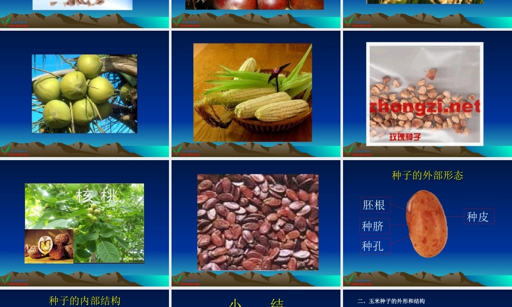 首师大小学科学三下《13.种子的构造》PPT课件(4)【加微信公众号 jiaoxuewuyou 九折优惠qq 1119139686】.ppt