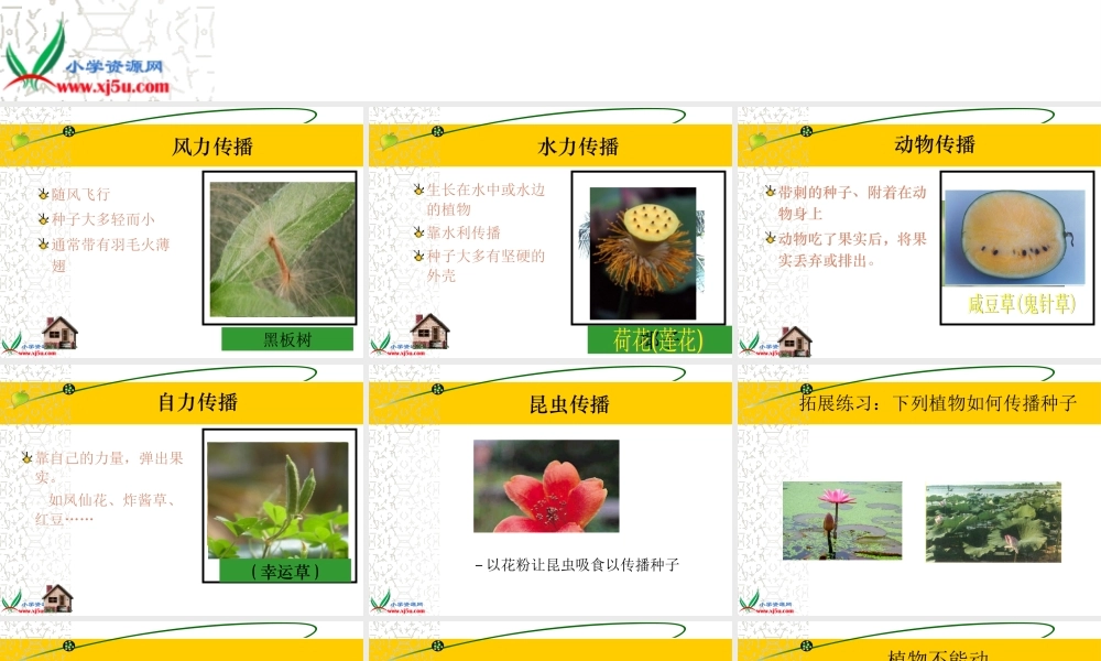 首师大小学科学三下《12.植物怎样传播种子》PPT课件(2)【加微信公众号 jiaoxuewuyou 九折优惠qq 1119139686】.ppt