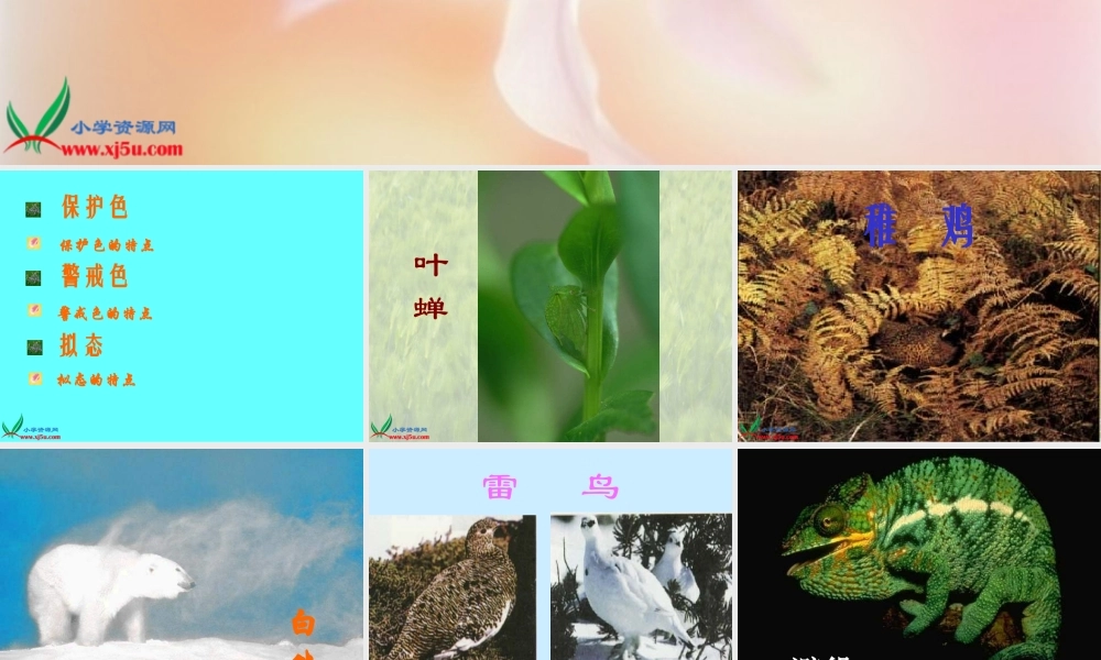 首师大小学科学三下《10.动物怎样保护自己》PPT课件(1)【加微信公众号 jiaoxuewuyou 九折优惠qq 1119139686】.ppt