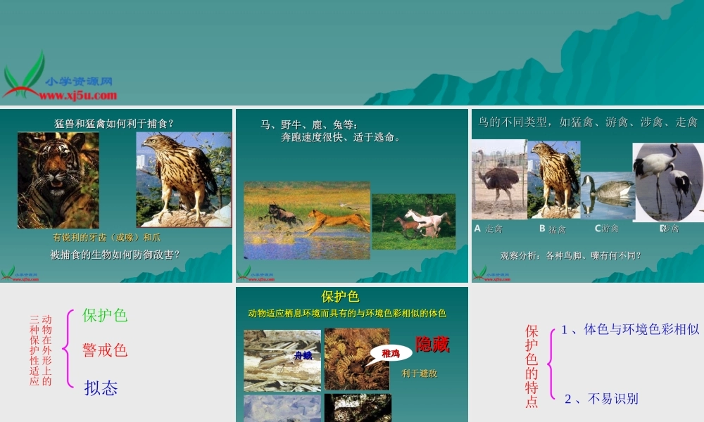 首师大小学科学三下《10.动物怎样保护自己》PPT课件(3)【加微信公众号 jiaoxuewuyou 九折优惠qq 1119139686】.ppt