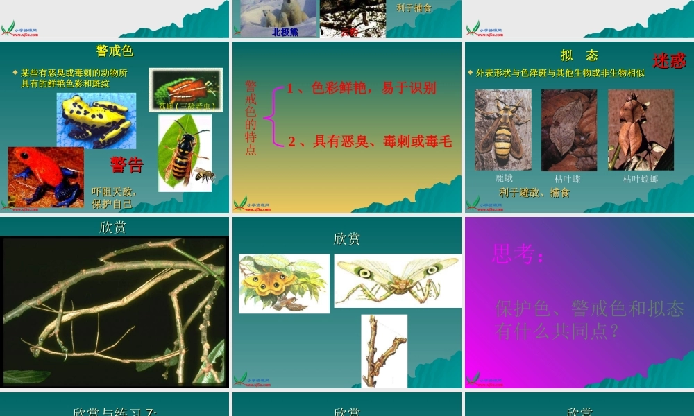 首师大小学科学三下《10.动物怎样保护自己》PPT课件(3)【加微信公众号 jiaoxuewuyou 九折优惠qq 1119139686】.ppt