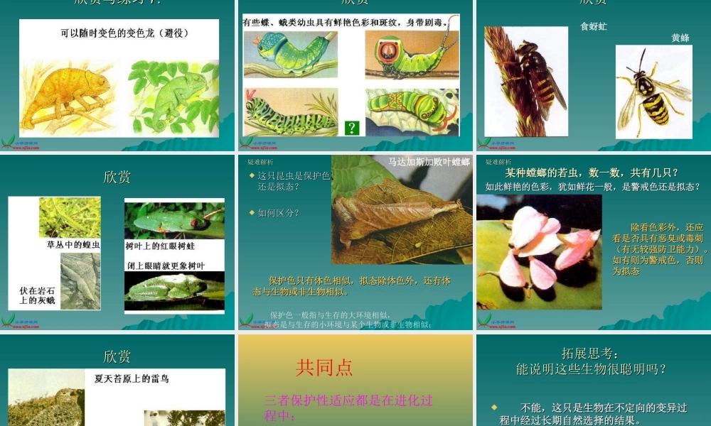 首师大小学科学三下《10.动物怎样保护自己》PPT课件(3)【加微信公众号 jiaoxuewuyou 九折优惠qq 1119139686】.ppt
