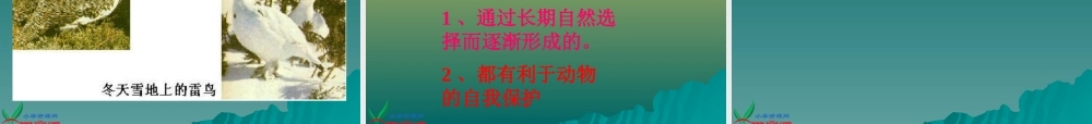 首师大小学科学三下《10.动物怎样保护自己》PPT课件(3)【加微信公众号 jiaoxuewuyou 九折优惠qq 1119139686】.ppt