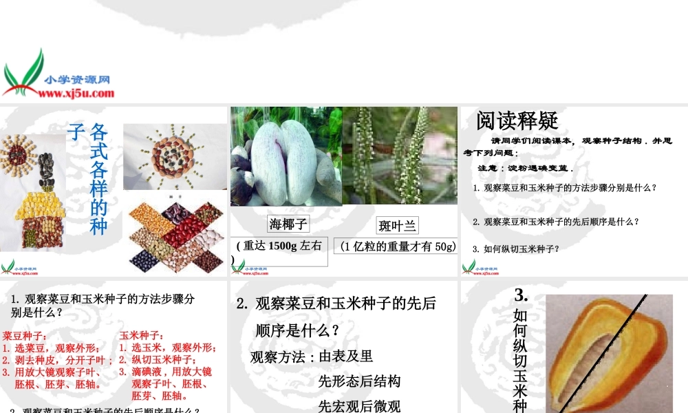 首师大小学科学三下《13.种子的构造》PPT课件(2)【加微信公众号 jiaoxuewuyou 九折优惠qq 1119139686】.ppt