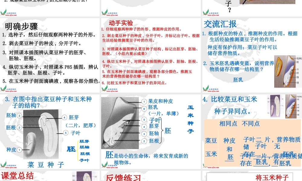 首师大小学科学三下《13.种子的构造》PPT课件(2)【加微信公众号 jiaoxuewuyou 九折优惠qq 1119139686】.ppt