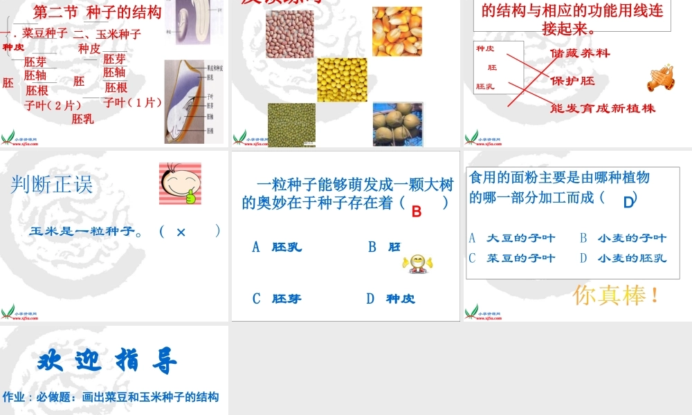 首师大小学科学三下《13.种子的构造》PPT课件(2)【加微信公众号 jiaoxuewuyou 九折优惠qq 1119139686】.ppt