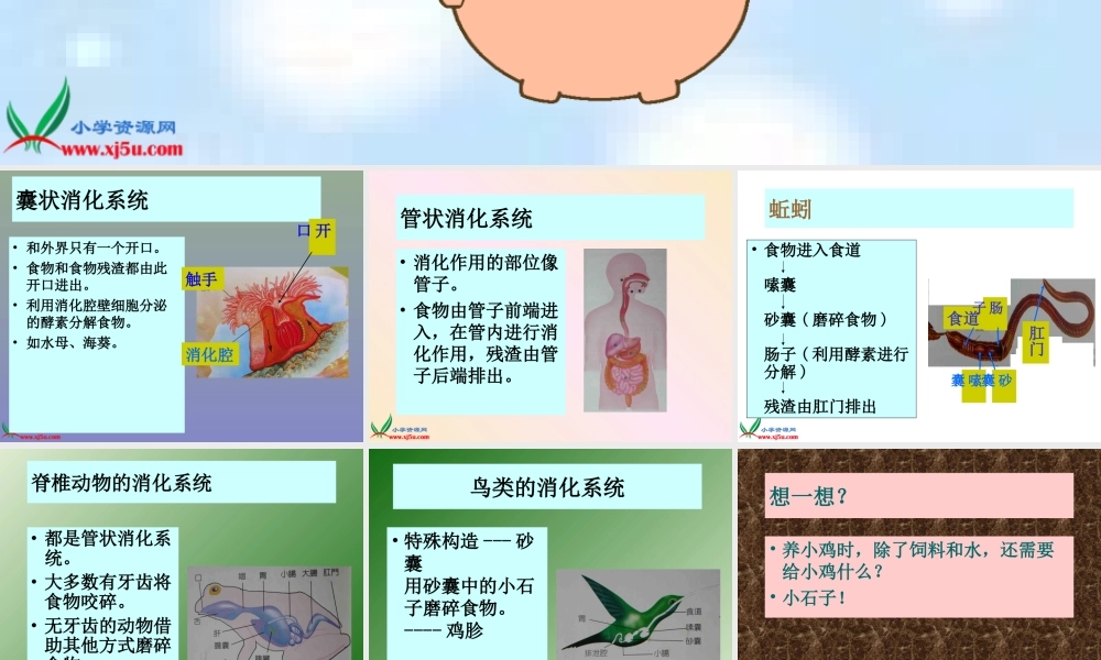 首师大小学科学三下《9.动物怎样吃食物》PPT课件【加微信公众号 jiaoxuewuyou 九折优惠qq 1119139686】.ppt