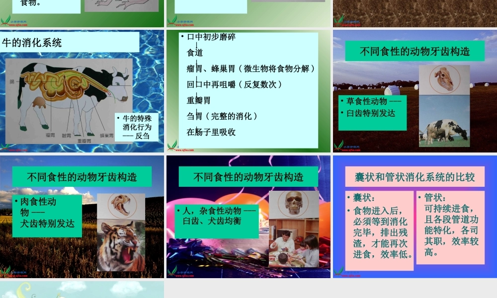 首师大小学科学三下《9.动物怎样吃食物》PPT课件【加微信公众号 jiaoxuewuyou 九折优惠qq 1119139686】.ppt