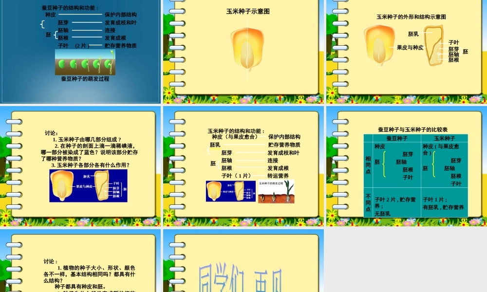 首师大小学科学三下《13.种子的构造》PPT课件(5)【加微信公众号 jiaoxuewuyou 九折优惠qq 1119139686】.ppt