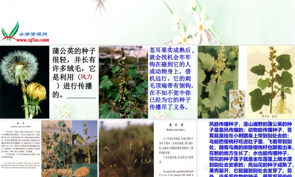首师大小学科学三下《12.植物怎样传播种子》PPT课件(1)【加微信公众号 jiaoxuewuyou 九折优惠qq 1119139686】.ppt