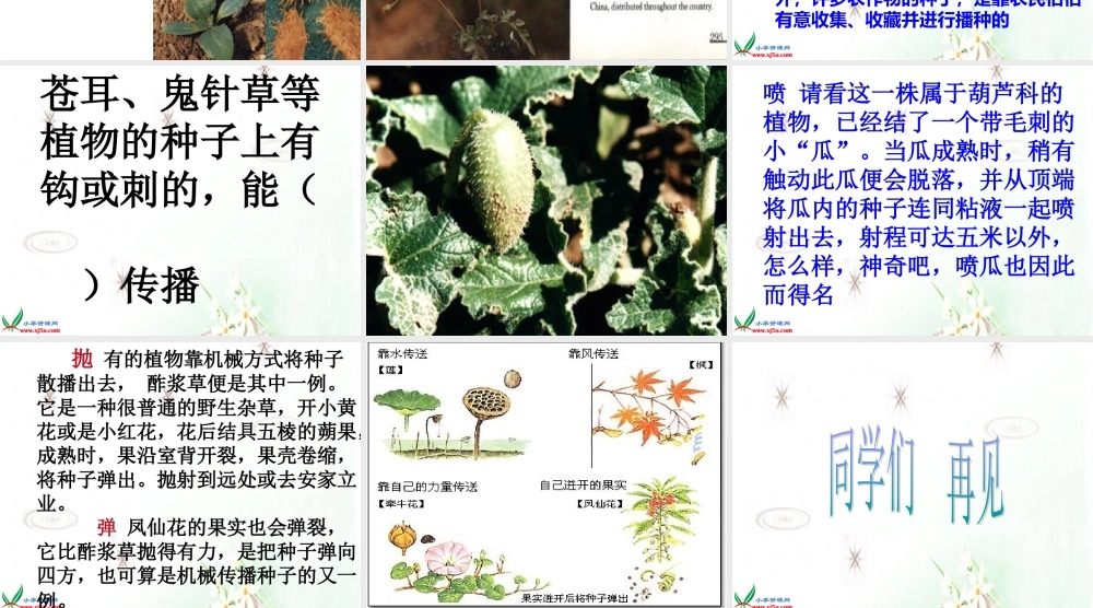 首师大小学科学三下《12.植物怎样传播种子》PPT课件(1)【加微信公众号 jiaoxuewuyou 九折优惠qq 1119139686】.ppt