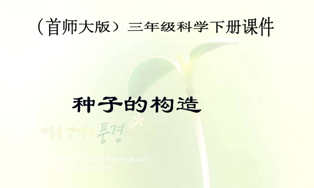 首师大小学科学三下《13.种子的构造》PPT课件(1)【加微信公众号 jiaoxuewuyou 九折优惠qq 1119139686】.ppt