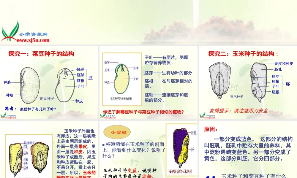 首师大小学科学三下《13.种子的构造》PPT课件(1)【加微信公众号 jiaoxuewuyou 九折优惠qq 1119139686】.ppt