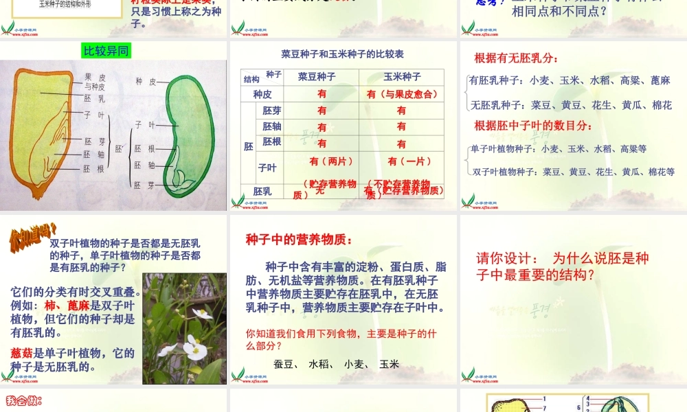 首师大小学科学三下《13.种子的构造》PPT课件(1)【加微信公众号 jiaoxuewuyou 九折优惠qq 1119139686】.ppt