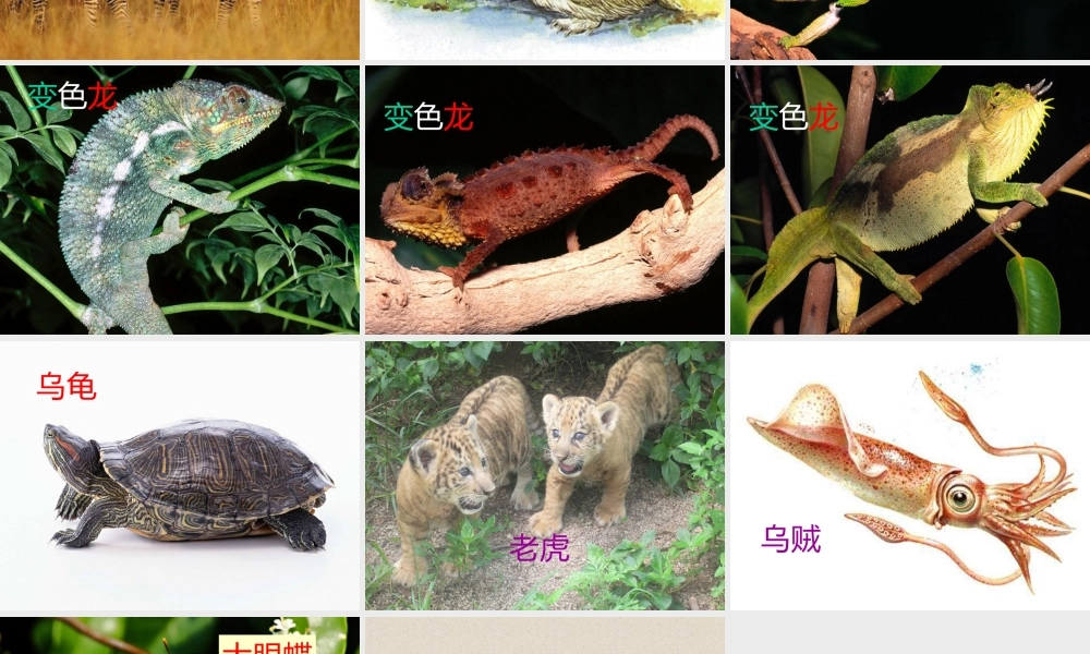 首师大小学科学三下《10.动物怎样保护自己》PPT课件(2)【加微信公众号 jiaoxuewuyou 九折优惠qq 1119139686】.ppt