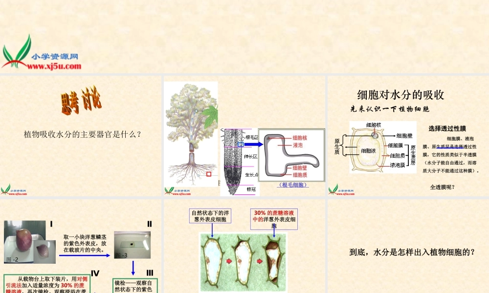 首师大小学科学三下《15.植物怎样喝水》PPT课件【加微信公众号 jiaoxuewuyou 九折优惠qq 1119139686】.ppt