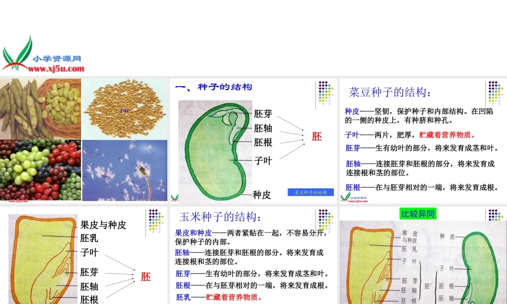 首师大小学科学三下《14.植物怎样度过一生》PPT课件(2)【加微信公众号 jiaoxuewuyou 九折优惠qq 1119139686】.ppt
