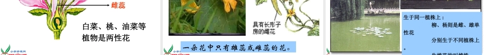 首师大小学科学三下《14.植物怎样度过一生》PPT课件(2)【加微信公众号 jiaoxuewuyou 九折优惠qq 1119139686】.ppt