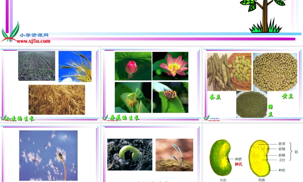 首师大小学科学三下《14.植物怎样度过一生》PPT课件(3)【加微信公众号 jiaoxuewuyou 九折优惠qq 1119139686】.ppt