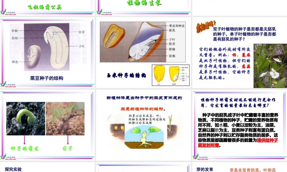 首师大小学科学三下《14.植物怎样度过一生》PPT课件(3)【加微信公众号 jiaoxuewuyou 九折优惠qq 1119139686】.ppt