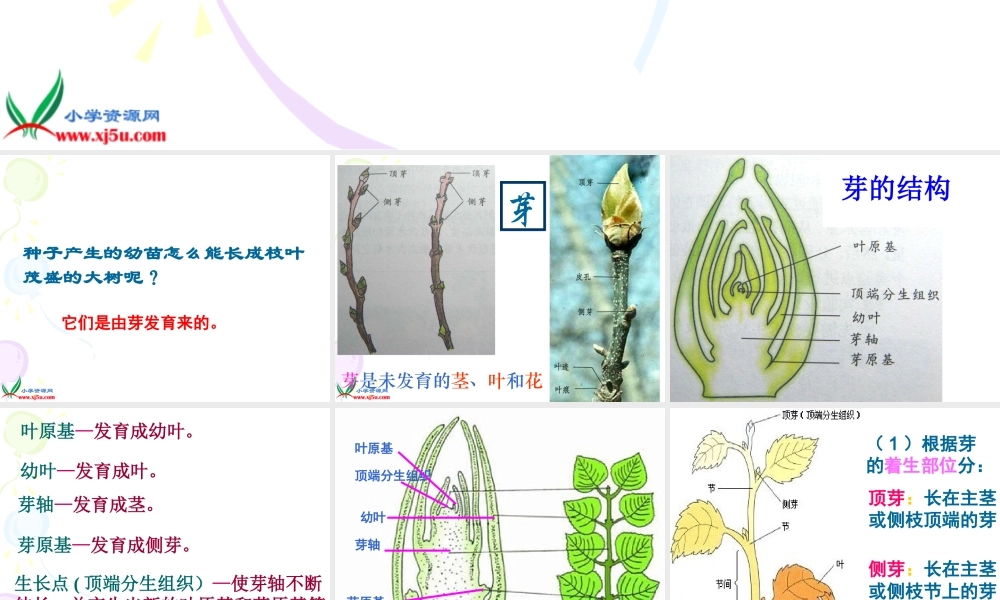首师大小学科学三下《14.植物怎样度过一生》PPT课件(1)【加微信公众号 jiaoxuewuyou 九折优惠qq 1119139686】.ppt