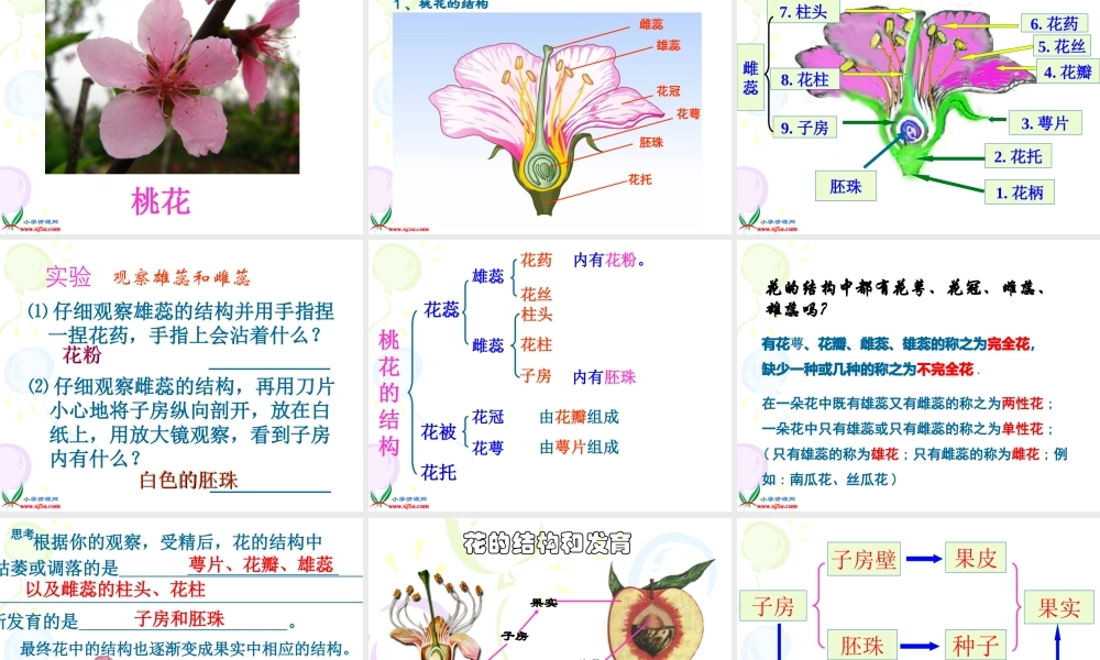 首师大小学科学三下《14.植物怎样度过一生》PPT课件(1)【加微信公众号 jiaoxuewuyou 九折优惠qq 1119139686】.ppt