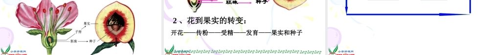 首师大小学科学三下《14.植物怎样度过一生》PPT课件(1)【加微信公众号 jiaoxuewuyou 九折优惠qq 1119139686】.ppt
