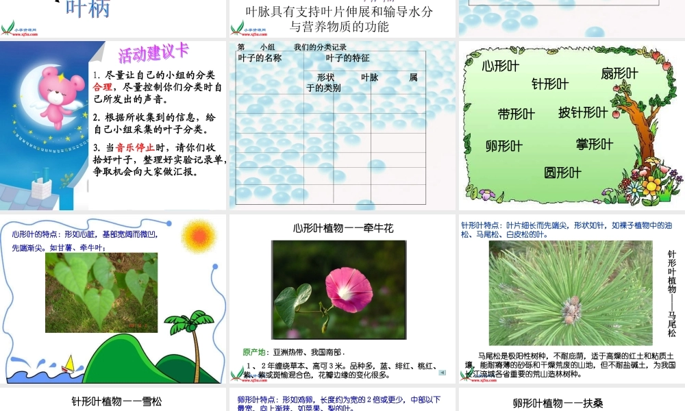 首师大小学科学四上《5.各种各样的叶》PPT课件【加微信公众号 jiaoxuewuyou 九折优惠qq 1119139686】.ppt