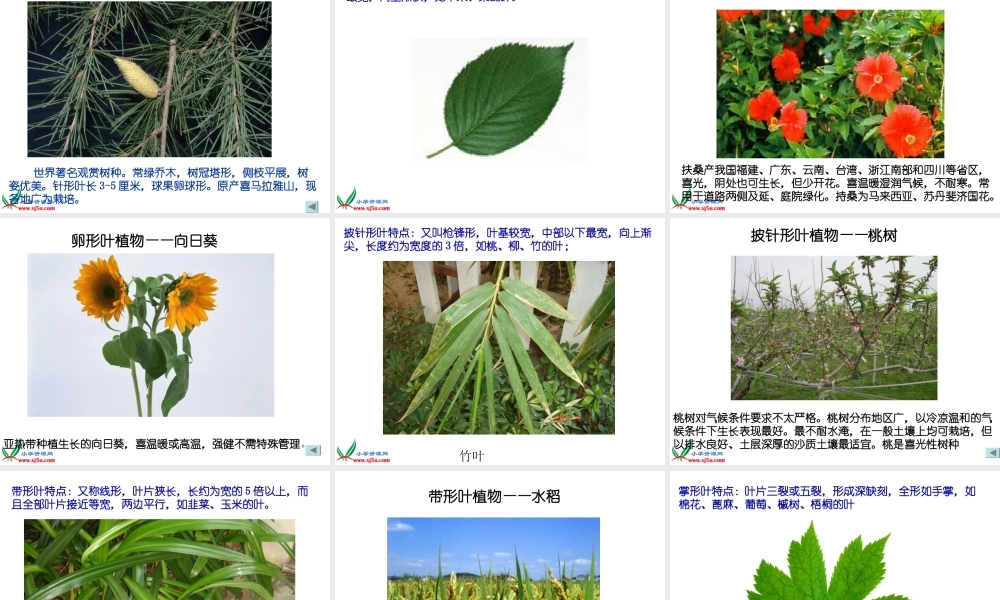 首师大小学科学四上《5.各种各样的叶》PPT课件【加微信公众号 jiaoxuewuyou 九折优惠qq 1119139686】.ppt