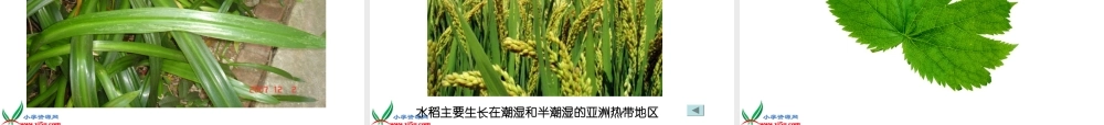 首师大小学科学四上《5.各种各样的叶》PPT课件【加微信公众号 jiaoxuewuyou 九折优惠qq 1119139686】.ppt