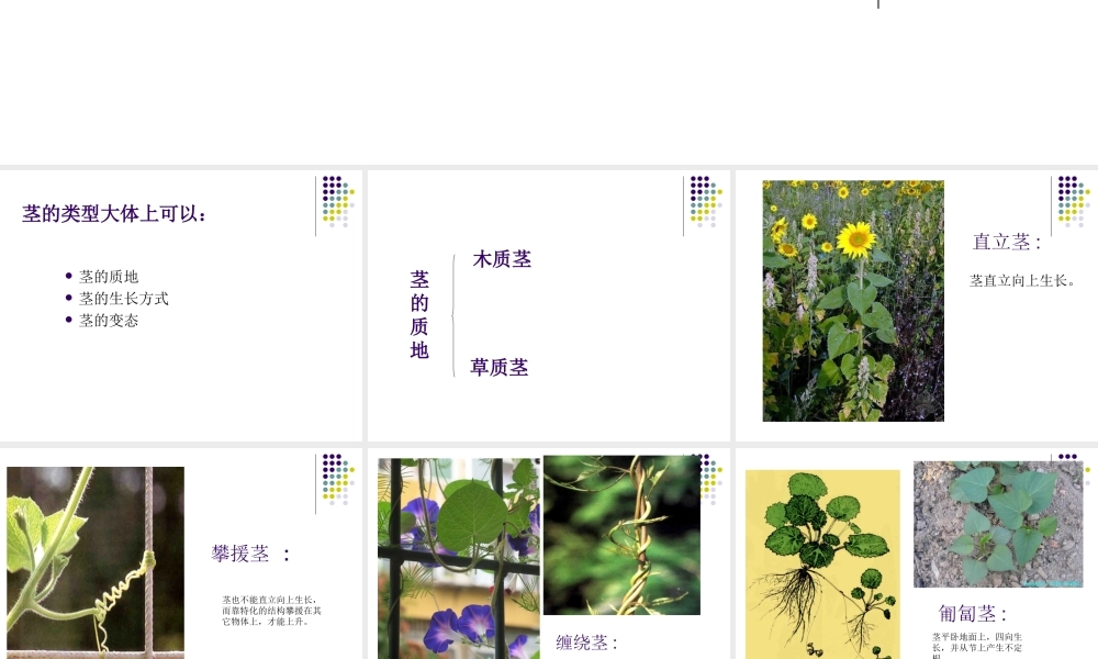 首师大小学科学四上《7.各种各样的茎》PPT课件【加微信公众号 jiaoxuewuyou 九折优惠qq 1119139686】.ppt