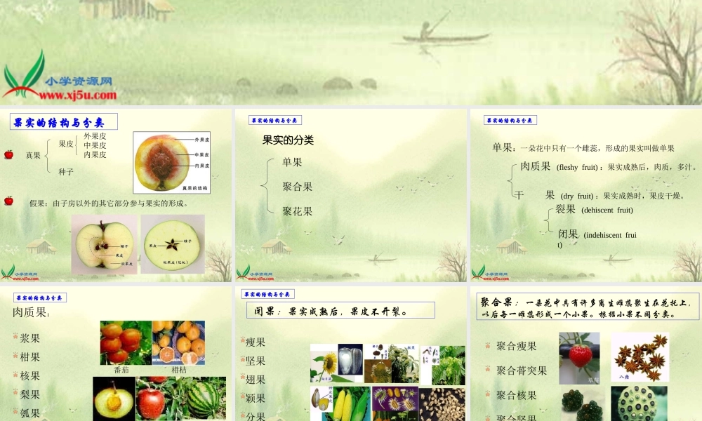 首师大小学科学四下《11.果实的结构》PPT课件(1)【加微信公众号 jiaoxuewuyou 九折优惠qq 1119139686】.ppt