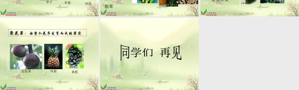 首师大小学科学四下《11.果实的结构》PPT课件(1)【加微信公众号 jiaoxuewuyou 九折优惠qq 1119139686】.ppt