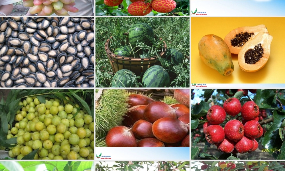 首师大小学科学四下《11.果实的结构》PPT课件(2)【加微信公众号 jiaoxuewuyou 九折优惠qq 1119139686】.ppt