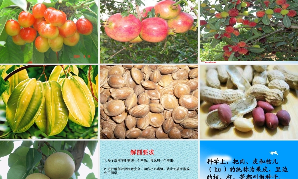 首师大小学科学四下《11.果实的结构》PPT课件(2)【加微信公众号 jiaoxuewuyou 九折优惠qq 1119139686】.ppt