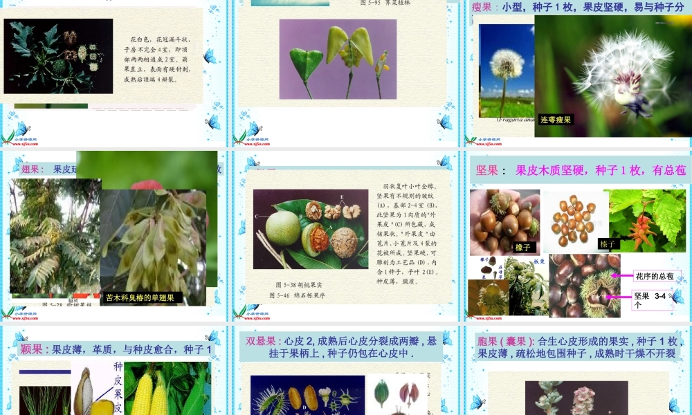 首师大小学科学四下《12.果实的形成》PPT课件【加微信公众号 jiaoxuewuyou 九折优惠qq 1119139686】.ppt