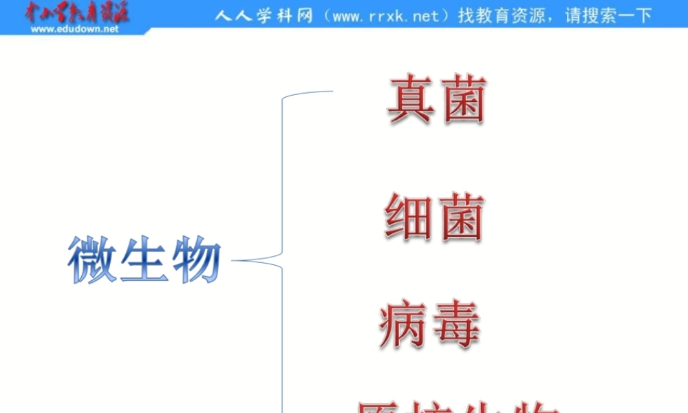 苏教小学科学六上《1.1．水滴里的生物》PPT课件(1)【加微信公众号 jiaoxuewuyou 九折优惠qq 1119139686】.ppt