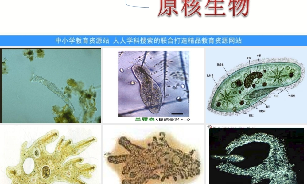 苏教小学科学六上《1.1．水滴里的生物》PPT课件(1)【加微信公众号 jiaoxuewuyou 九折优惠qq 1119139686】.ppt